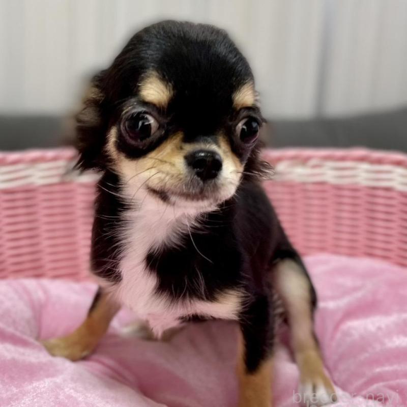 販売中の栃木県のチワワ(ロングコート)-434233