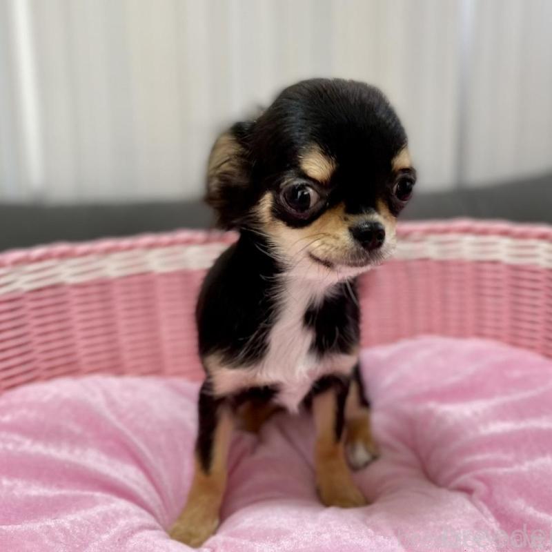 販売中の栃木県のチワワ(ロングコート)-434233の6枚目