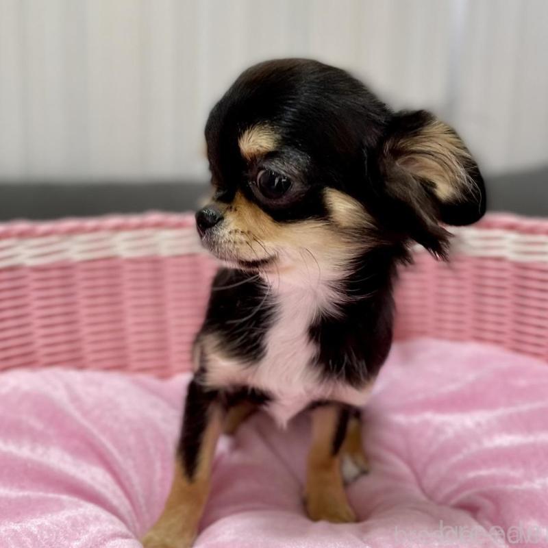 販売中の栃木県のチワワ(ロングコート)-434233の5枚目