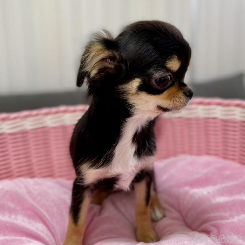 販売中の栃木県のチワワ(ロングコート)-434233の4枚目