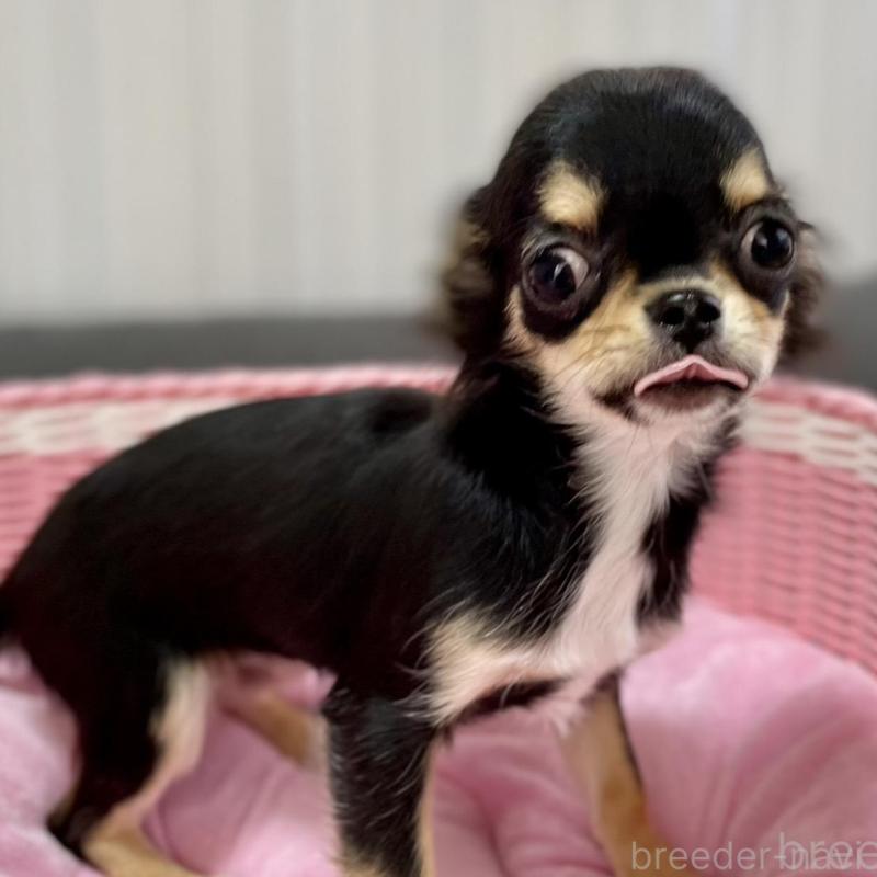 販売中の栃木県のチワワ(ロングコート)-434233の3枚目