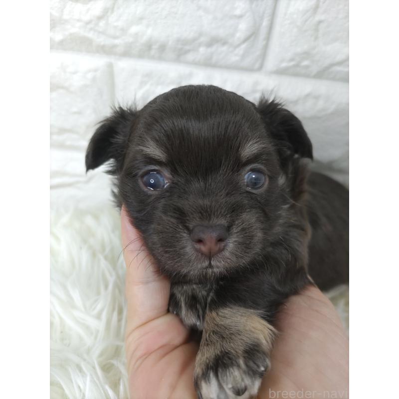 販売中の愛知県のチワワ(ロングコート)-428885の6枚目