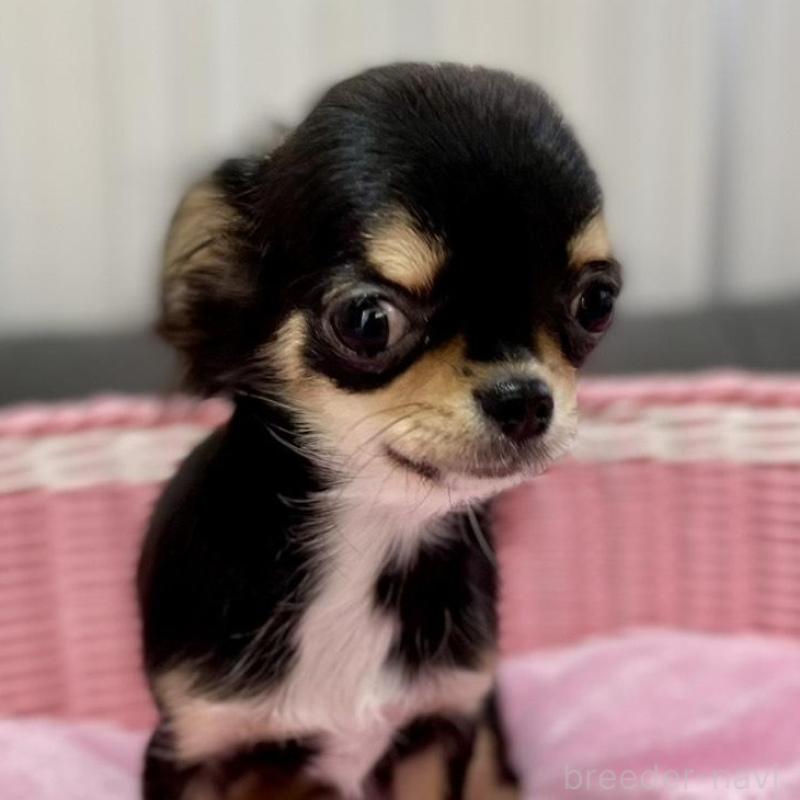 販売中の栃木県のチワワ(ロングコート)-434233の2枚目