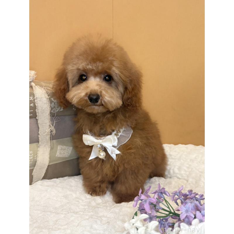 販売中の茨城県のタイニープードル-434234の9枚目