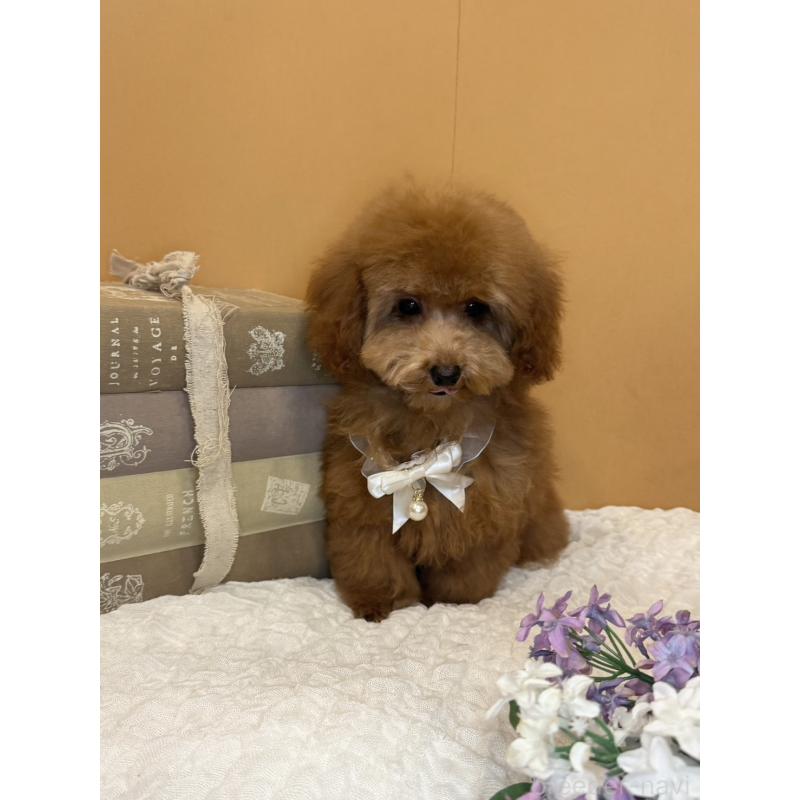 販売中の茨城県のタイニープードル-434234の8枚目