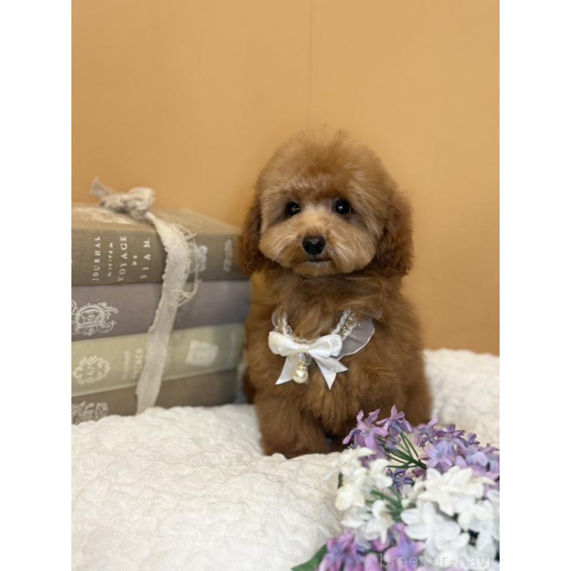 販売中の茨城県のタイニープードル-434234の7枚目