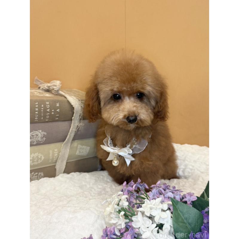 販売中の茨城県のタイニープードル-434234の6枚目