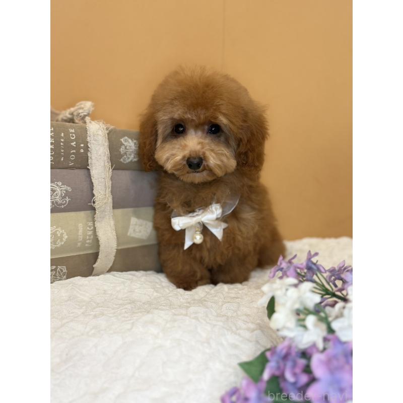 販売中の茨城県のタイニープードル-434234の5枚目