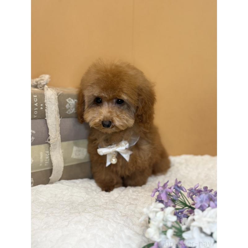 販売中の茨城県のタイニープードル-434234の4枚目