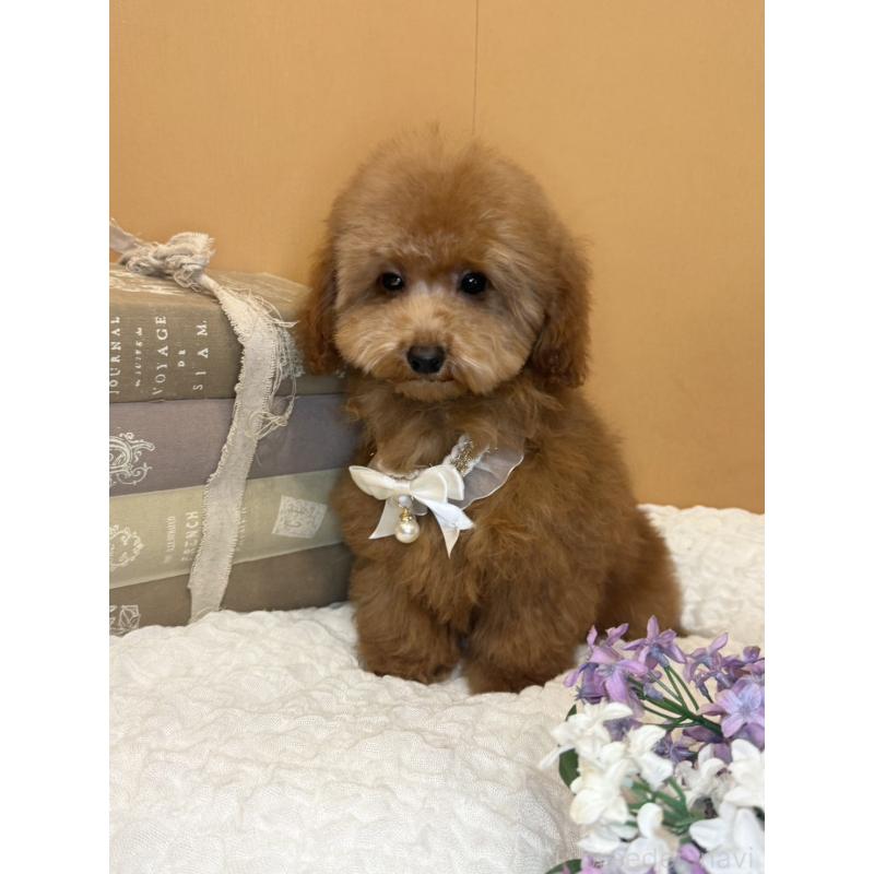 販売中の茨城県のタイニープードル-434234の3枚目