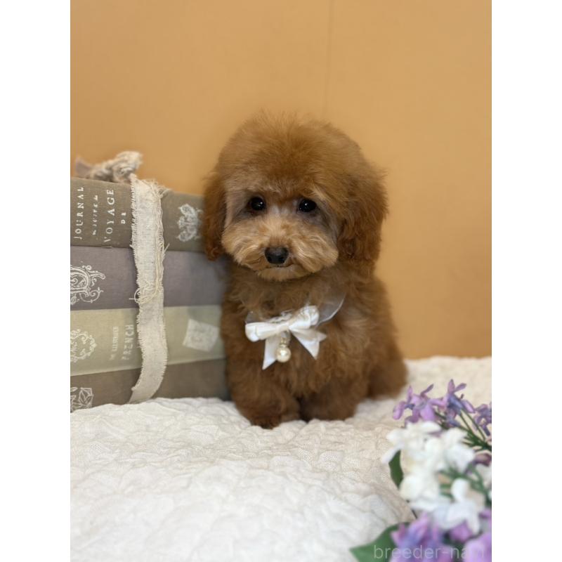 販売中の茨城県のタイニープードル-434234の2枚目