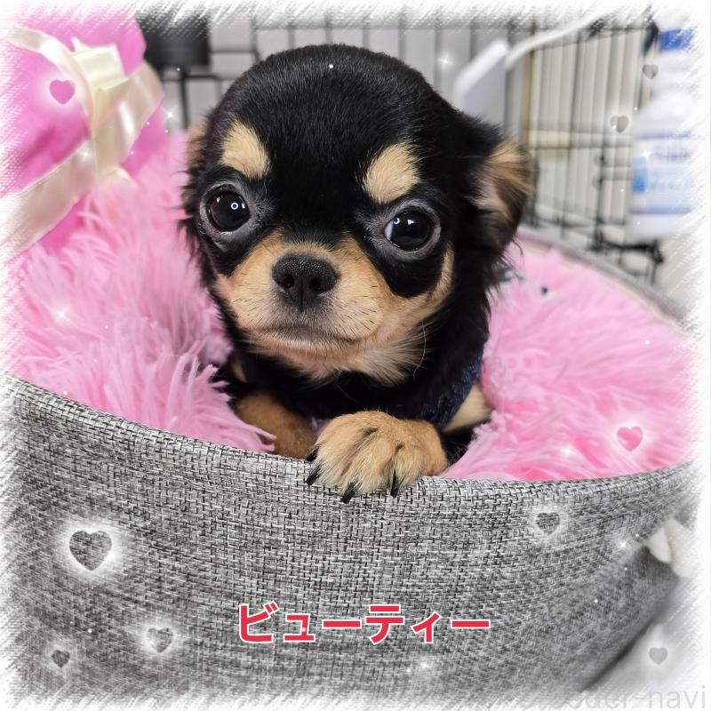 販売中の東京都のチワワ(ロングコート)-423308