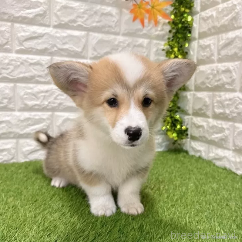 販売中の愛知県のウェルシュコーギーペンブローク-426375