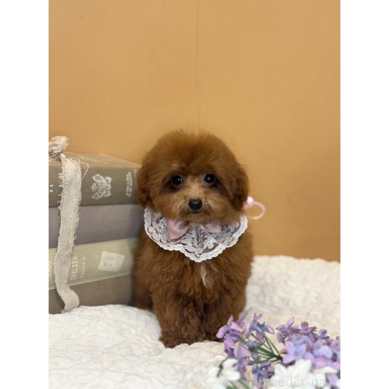 販売中の茨城県のタイニープードル-418678の10枚目