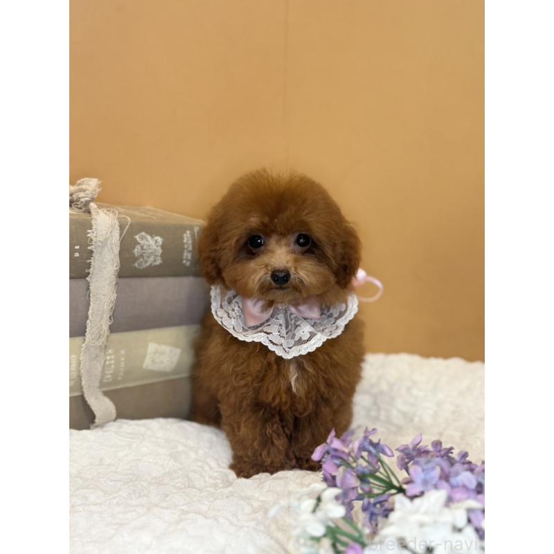 販売中の茨城県のタイニープードル-418678の9枚目