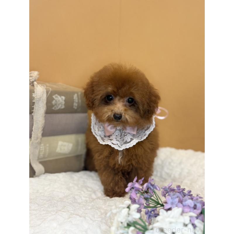 販売中の茨城県のタイニープードル-418678の7枚目