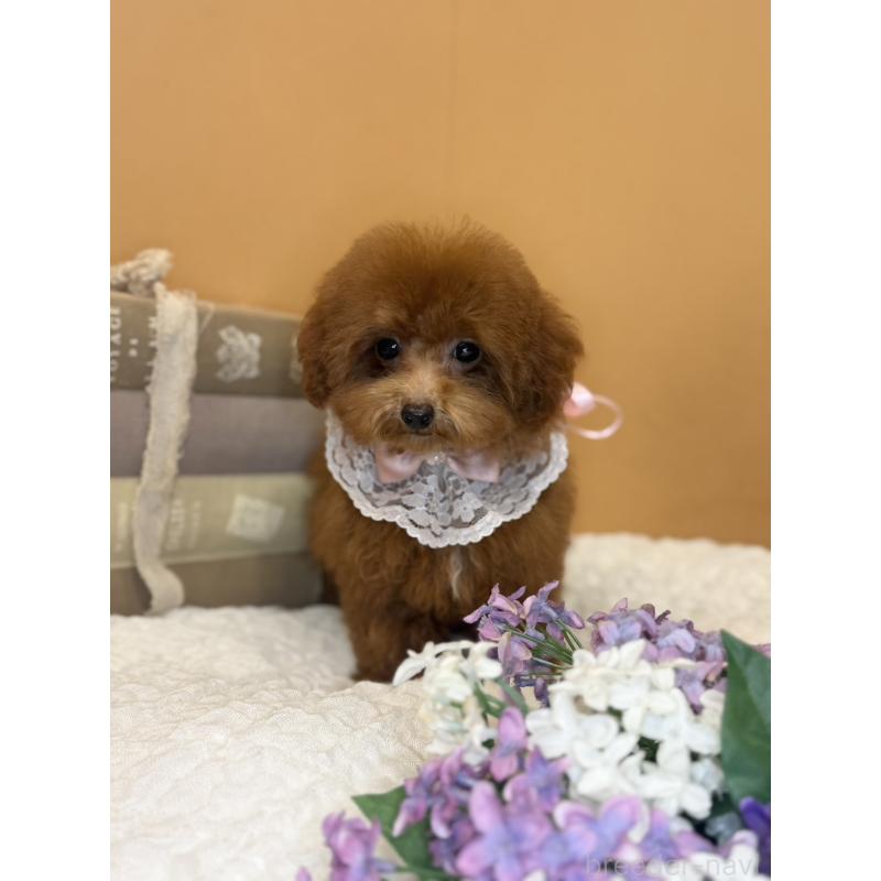 販売中の茨城県のタイニープードル-418678の6枚目