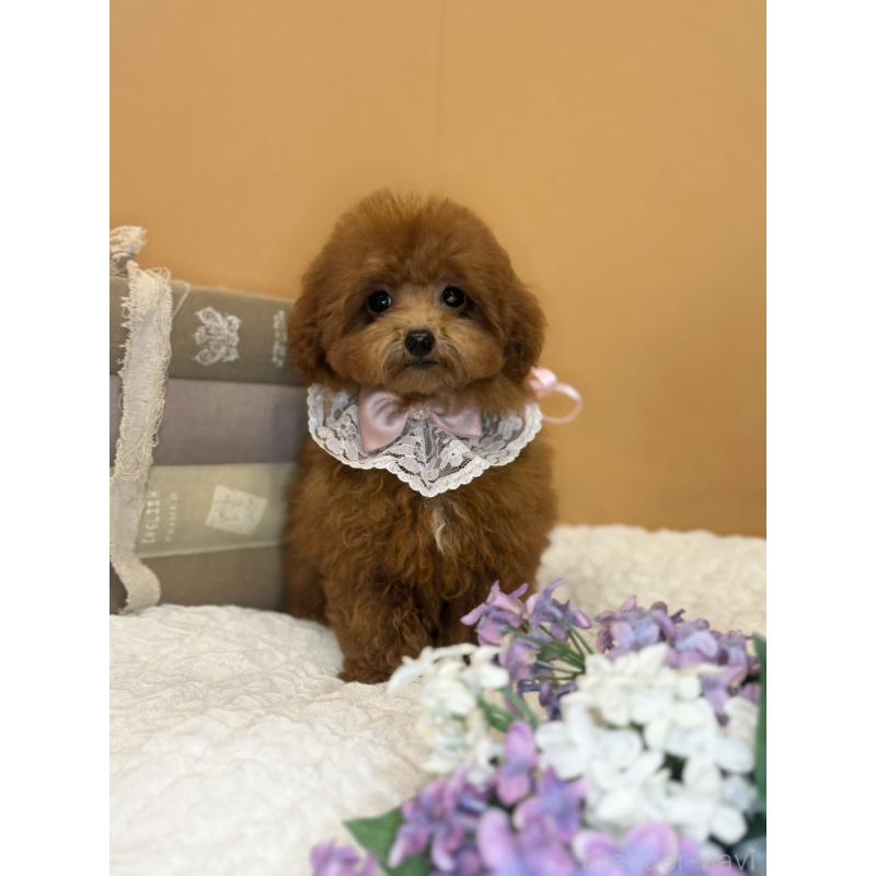 販売中の茨城県のタイニープードル-418678の5枚目