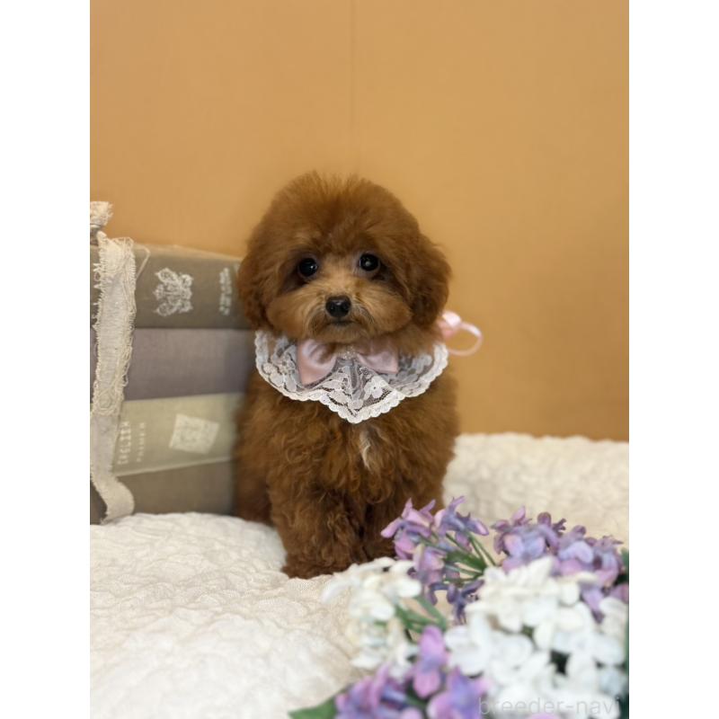 販売中の茨城県のタイニープードル-418678の4枚目