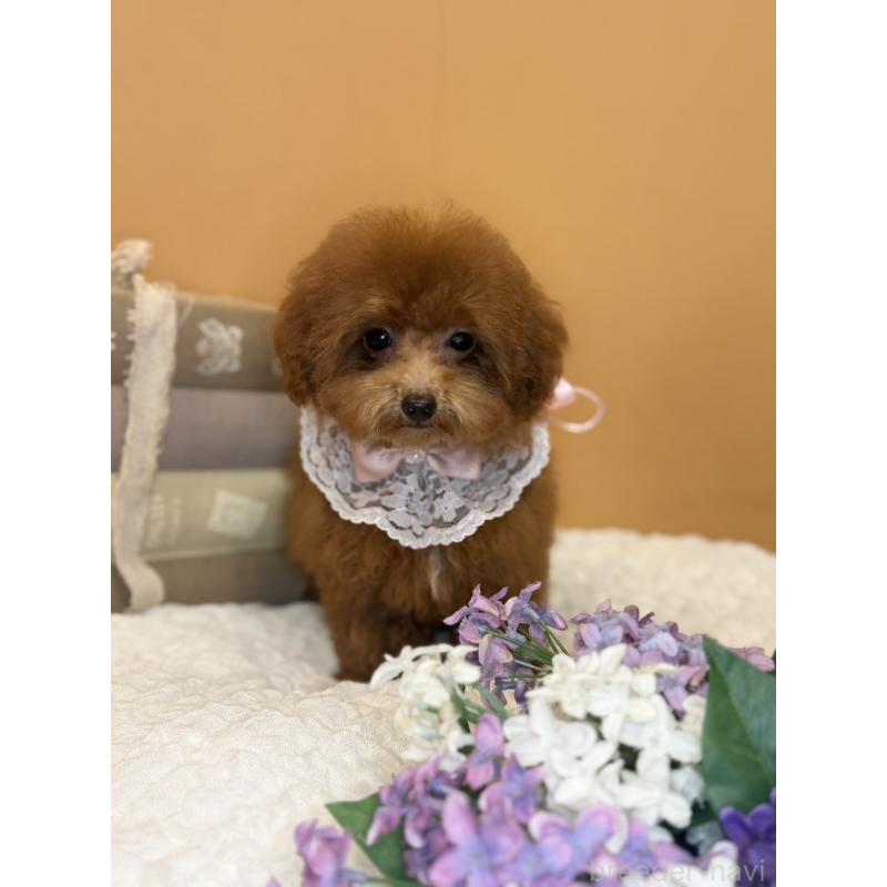 販売中の茨城県のタイニープードル-418678の3枚目