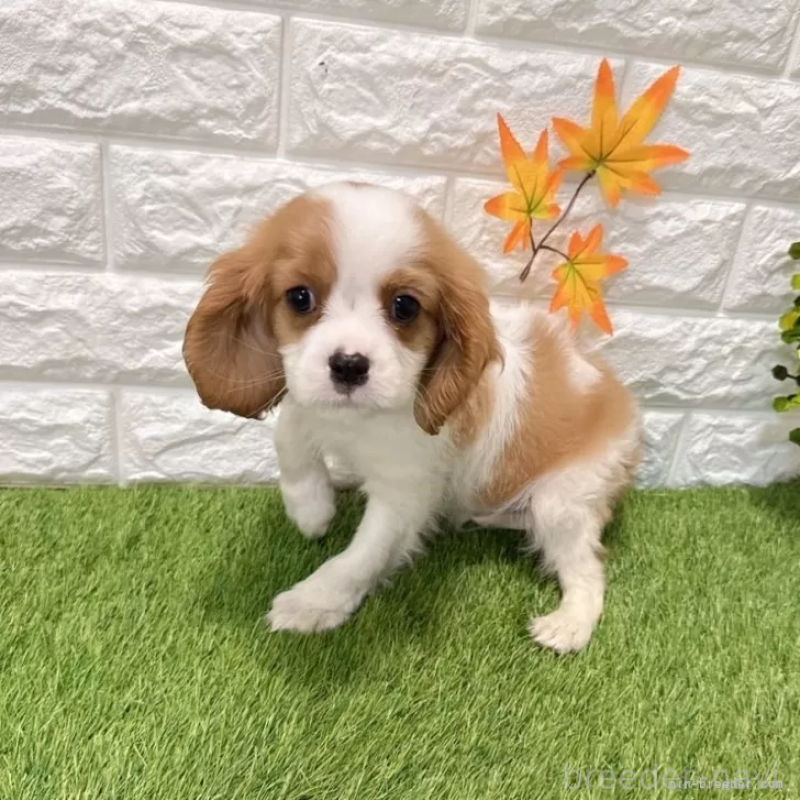 販売中の愛知県のキャバリアキングチャールズスパニエル-427112