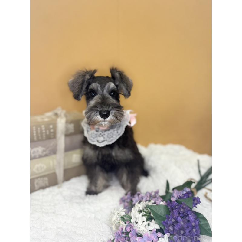 販売中の茨城県のミニチュアシュナウザー-418750の10枚目