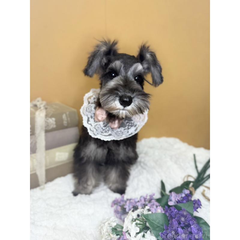 販売中の茨城県のミニチュアシュナウザー-418750の9枚目