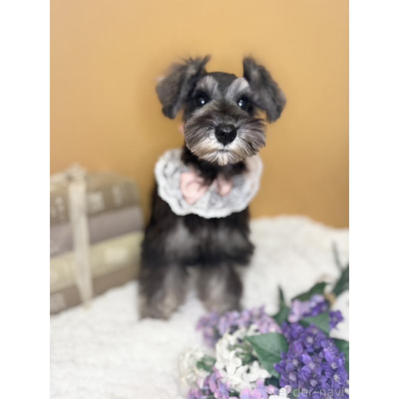 販売中の茨城県のミニチュアシュナウザー-418750の8枚目