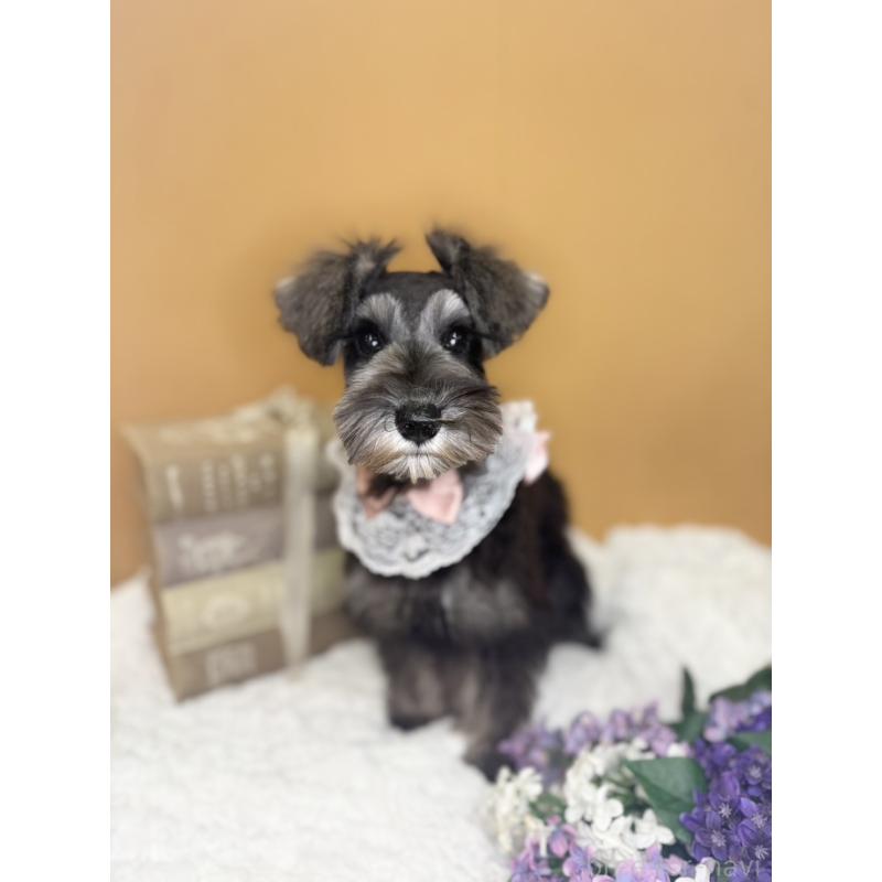 販売中の茨城県のミニチュアシュナウザー-418750の6枚目