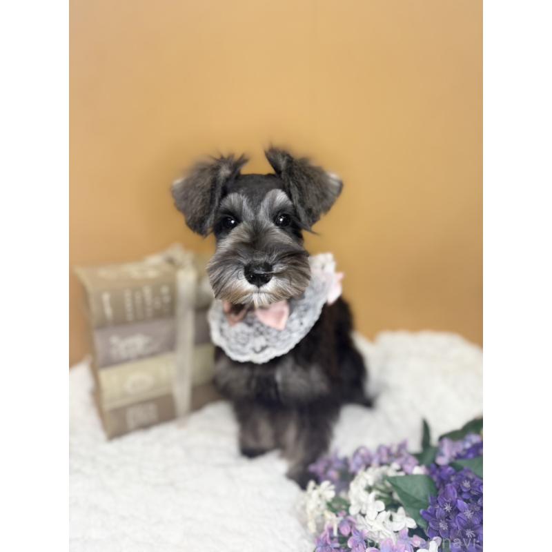 販売中の茨城県のミニチュアシュナウザー-418750の5枚目