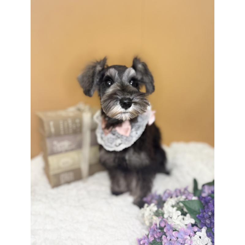 販売中の茨城県のミニチュアシュナウザー-418750の4枚目