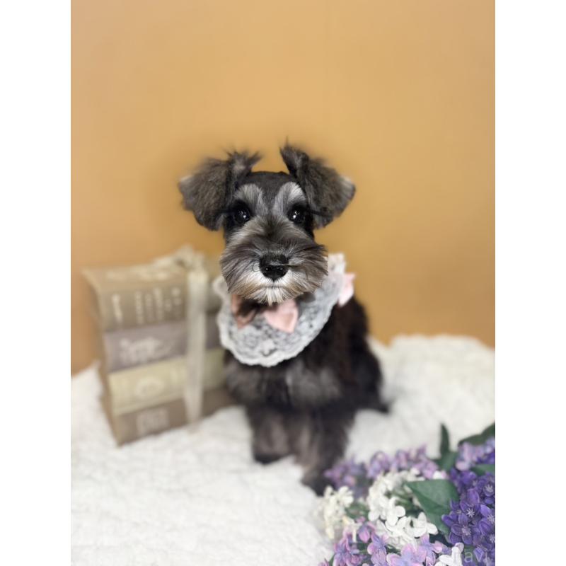 販売中の茨城県のミニチュアシュナウザー-418750の3枚目