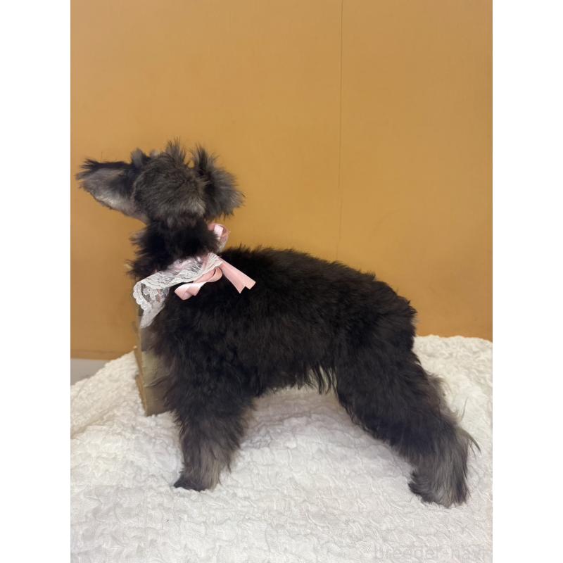 販売中の茨城県のミニチュアシュナウザー-418750の2枚目