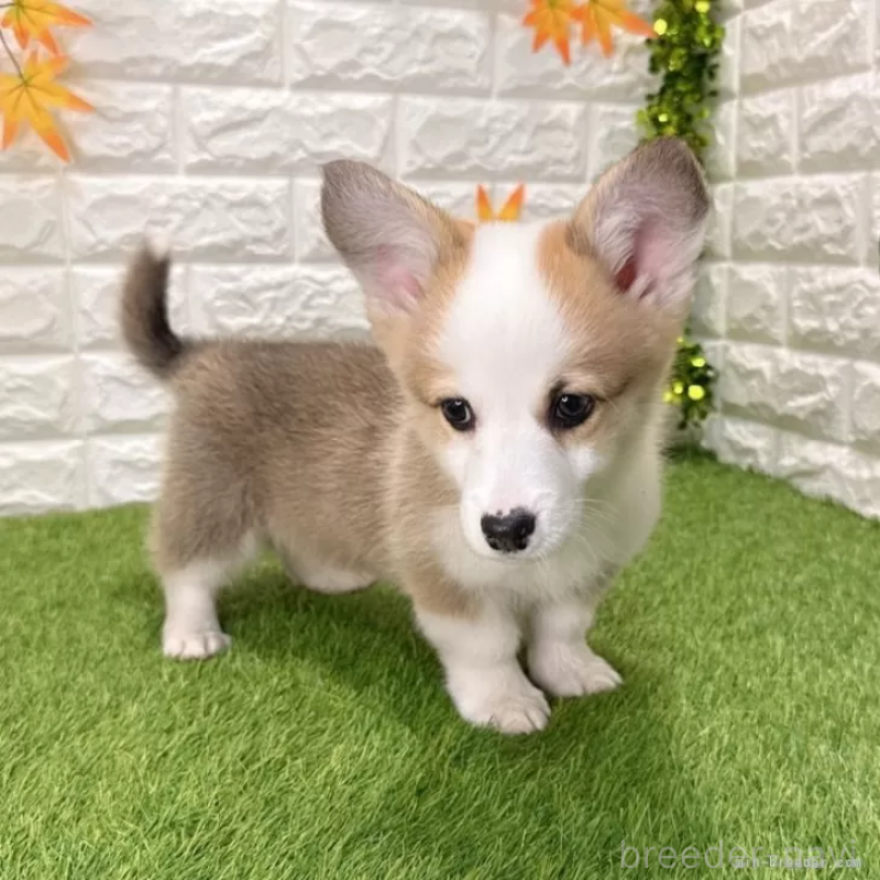 販売中の愛知県のウェルシュコーギーペンブローク-426377