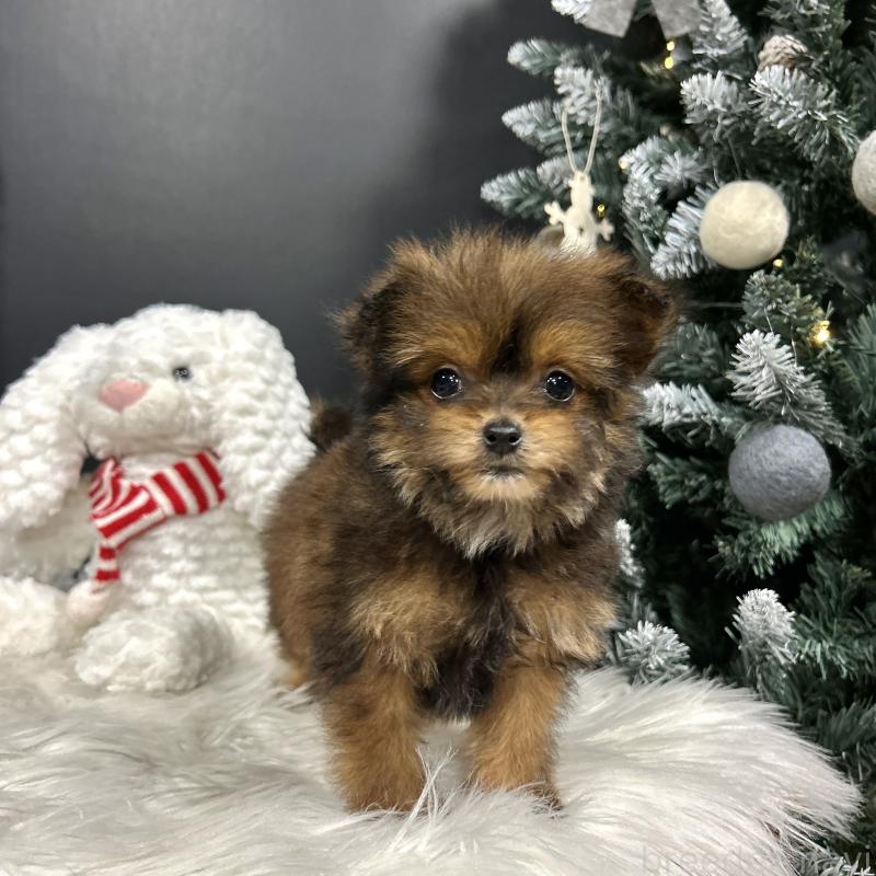 成約済の栃木県のポメプー:ポメラニアン×トイプードル-433994の19枚目