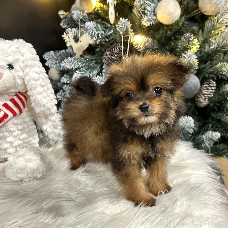 成約済の栃木県のポメプー:ポメラニアン×トイプードル-433994の18枚目