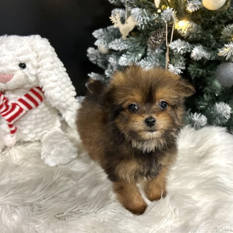 成約済の栃木県のポメプー:ポメラニアン×トイプードル-433994の17枚目