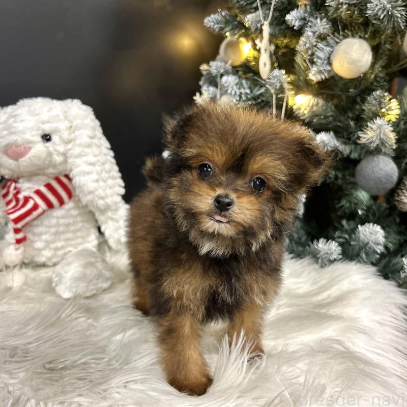 成約済の栃木県のポメプー:ポメラニアン×トイプードル-433994の16枚目