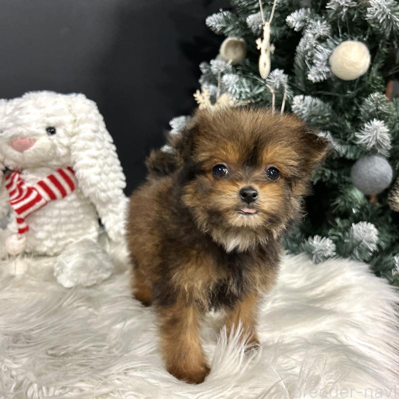 成約済の栃木県のポメプー:ポメラニアン×トイプードル-433994の15枚目