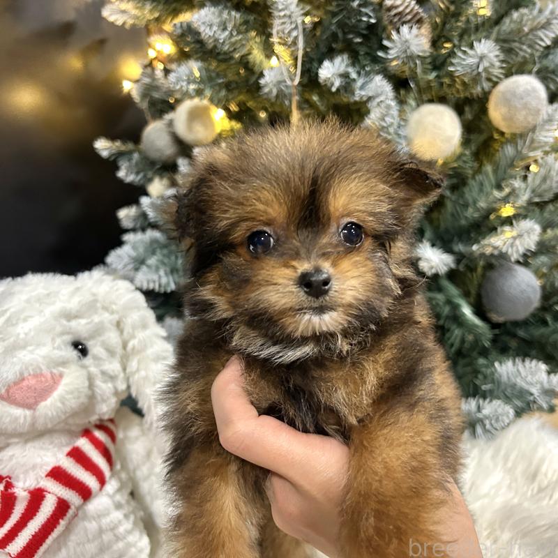 販売中の栃木県のポメプー:ポメラニアン×トイプードル-433994