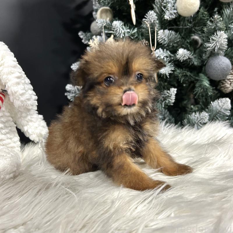 成約済の栃木県のポメプー:ポメラニアン×トイプードル-433994の13枚目