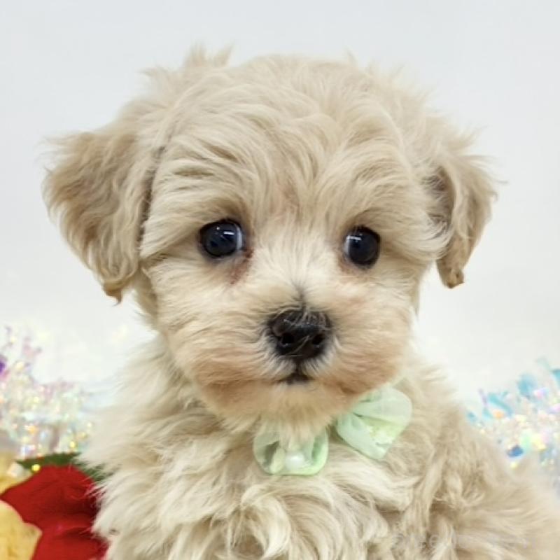 販売中の岐阜県のマルプー:マルチーズ×トイプードル-434238