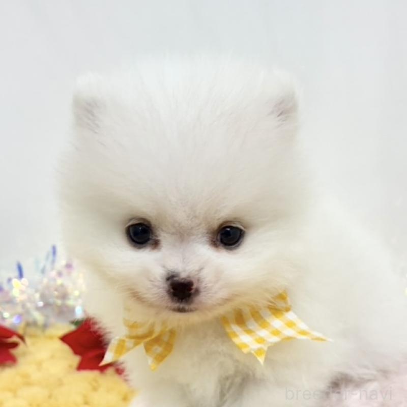 販売中の岐阜県のポメラニアン-434240の1枚目