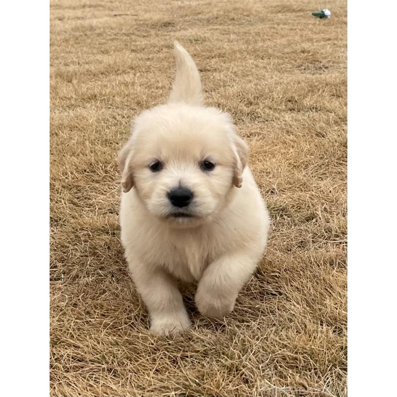 成約済の茨城県のゴールデンレトリーバー-433140の6枚目