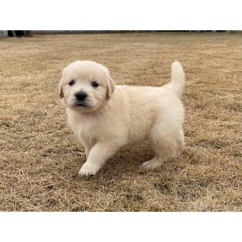 成約済の茨城県のゴールデンレトリーバー-433140の5枚目