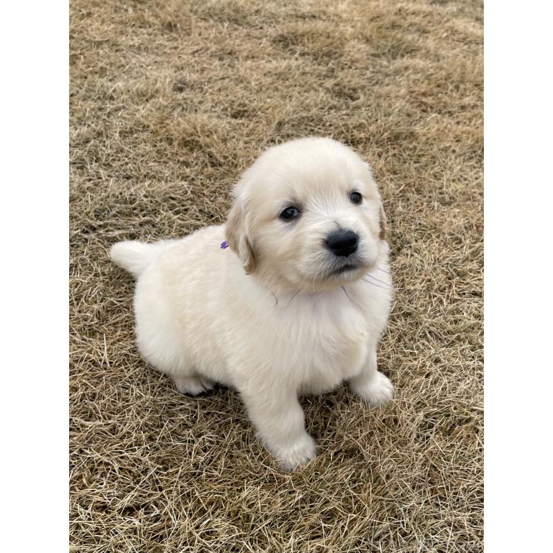 成約済の茨城県のゴールデンレトリーバー-433140の4枚目