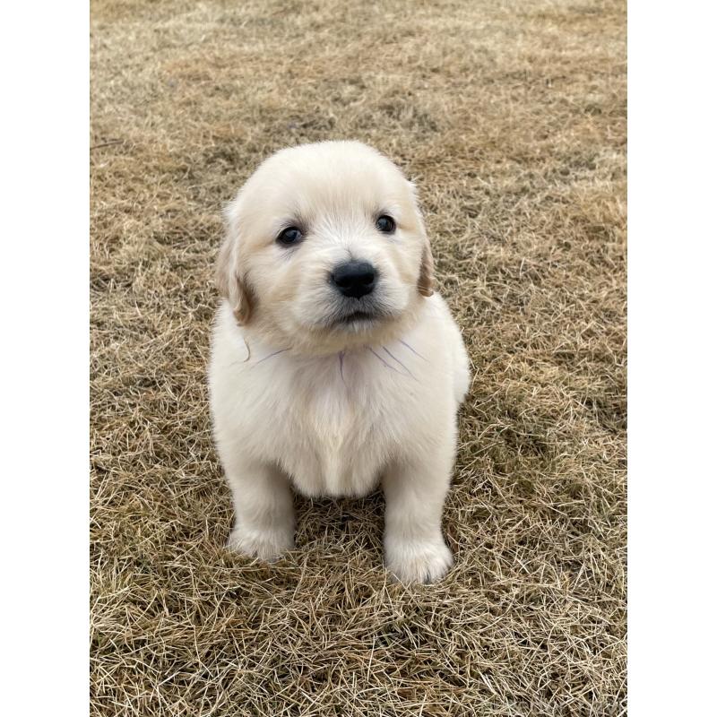 成約済の茨城県のゴールデンレトリーバー-433140の3枚目