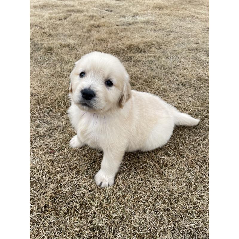 成約済の茨城県のゴールデンレトリーバー-433140の2枚目