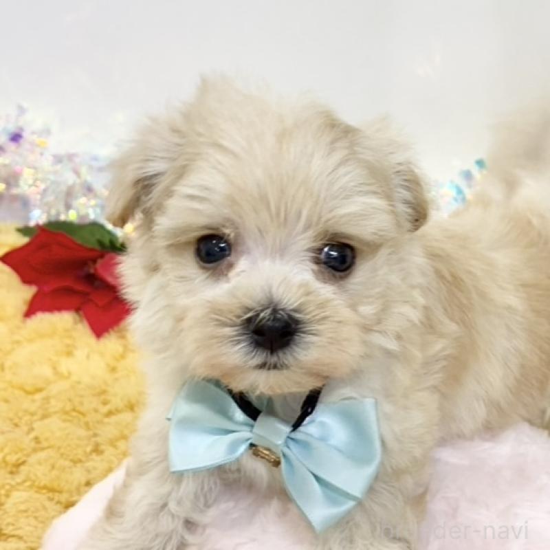 販売中の岐阜県のマルプー:マルチーズ×トイプードル-434241