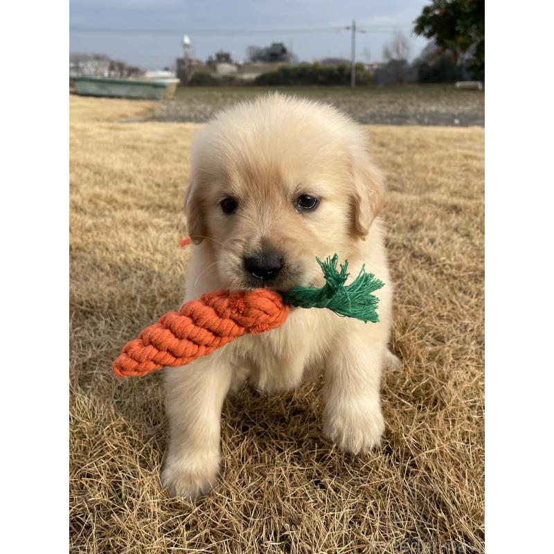 成約済の茨城県のゴールデンレトリーバー-433138の8枚目